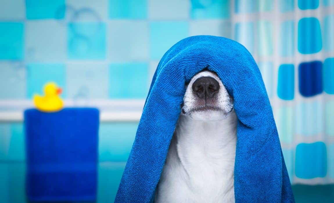 Haftowany ręcznik dla psa